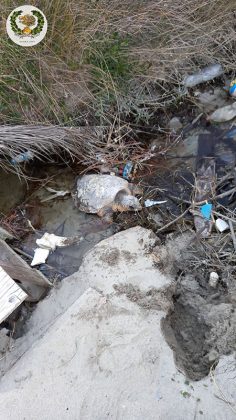 Recupero tartaruga caretta caretta - Corriere Salentino