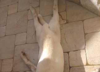 Si indaga sull’avvelenamento di un altro cane. Il nucleo delle guardie zoofile: “Pratiche criminali pericolose anche per i bambini”