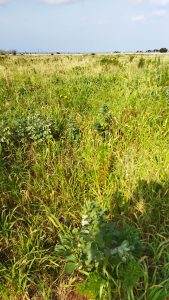 Le patate novelle salentine che avevano conquistato l’Europa hanno ceduto il passo a quelle importate. Necessario recuperare le produzioni - Corriere Salentino