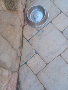 Si indaga sull’avvelenamento di un altro cane. Il nucleo delle guardie zoofile: “Pratiche criminali pericolose anche per i bambini” - Corriere Salentino