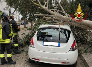 Albero sradicato dal vento si abbatte su un’auto: tragedia sfiorata, il mezzo era fortunatamente vuoto