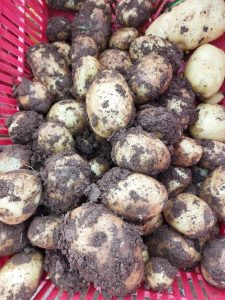 Le patate novelle salentine che avevano conquistato l’Europa hanno ceduto il passo a quelle importate. Necessario recuperare le produzioni - Corriere Salentino