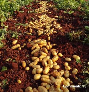 Le patate novelle salentine che avevano conquistato l’Europa hanno ceduto il passo a quelle importate. Necessario recuperare le produzioni - Corriere Salentino