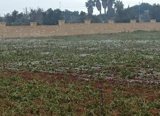 Patate al ghiaccio a Lecce, in fumo il 50% della produzione ‘adulta’