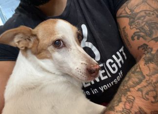 Racale, investe con il suo Suv un cane, causandone la morte. Caccia al responsabile