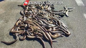Cento chili di murene abbandonate sulla strada statale 274 - Corriere Salentino