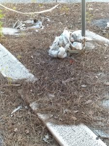 Lecce, Viale Japigia: rifiuti abbandonati e lavori fermi da circa un anno - Corriere Salentino