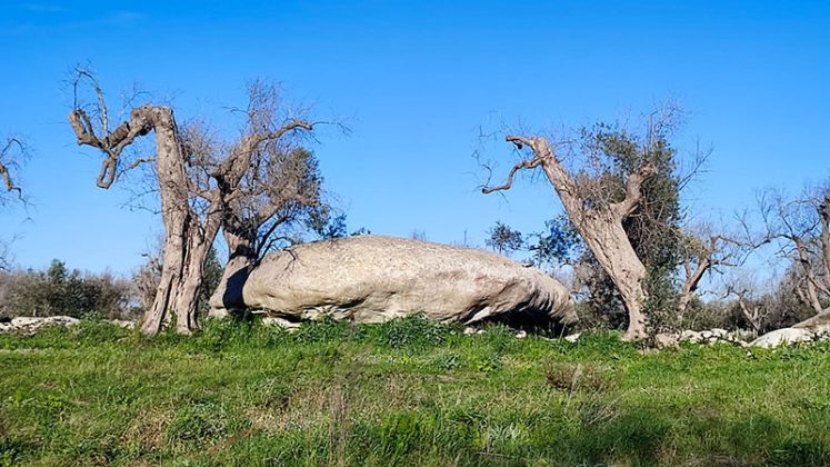Alla scoperta del Salento: dolmen, menhir e megaliti a Giuggianello - Corriere Salentino