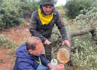 Xylella: maxi operazione innesto salva 100 ulivi monumentali