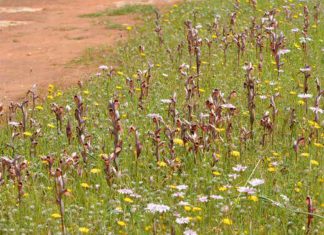 A Portoselvaggio c’è una nuova specie di orchidea, è la Serapias Neretina