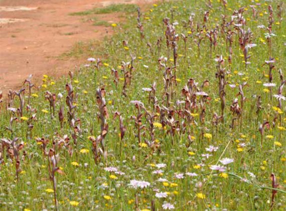 A Portoselvaggio c’è una nuova specie di orchidea, è la Serapias Neretina - Corriere Salentino