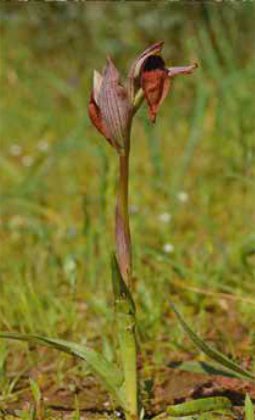 A Portoselvaggio c’è una nuova specie di orchidea, è la Serapias Neretina - Corriere Salentino