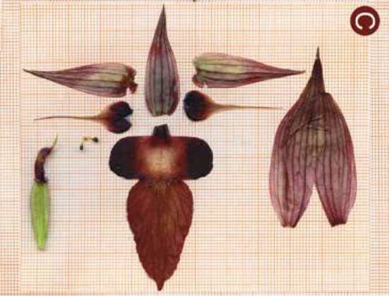 A Portoselvaggio c’è una nuova specie di orchidea, è la Serapias Neretina - Corriere Salentino