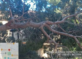 Vento forte, albero di pino cade nella Villa Comunale già chiusa per precauzione