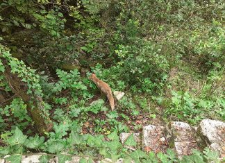 La gestione dei boschi nel Parco Otranto-Leuca: un incontro pubblico per discuterne nell’ambito della rassegna “Un Tè con il Parco”