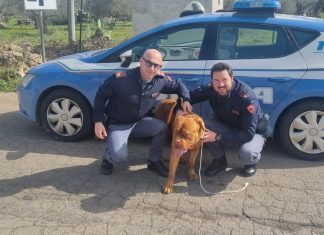 Vaga spaesato lungo la provinciale rischiando di essere investito: gli agenti salvano Thor e lo riportano dal proprietario