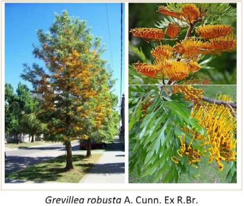 Riqualificazione ecologica della circonvallazione e dei viali storici: la giunta approva i progetti definitivi - Corriere Salentino