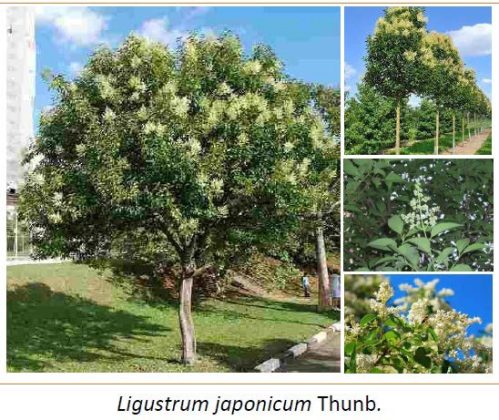 Riqualificazione ecologica della circonvallazione e dei viali storici: la giunta approva i progetti definitivi - Corriere Salentino