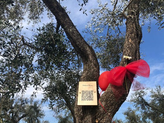 Inaugurato a Martano l'Uliveto della Memoria dedicato alle vittime di femminicidio - Corriere Salentino