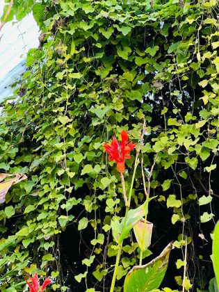 A Calimera tornano le farfalle. Apre il Mesocosmo al Museo di Storia Naturale da domenica 2 aprile - Corriere Salentino