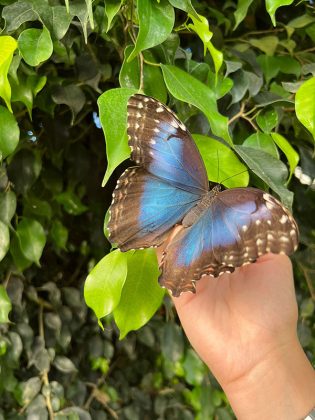 A Calimera tornano le farfalle. Apre il Mesocosmo al Museo di Storia Naturale da domenica 2 aprile - Corriere Salentino