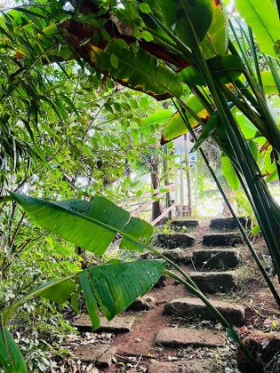 A Calimera tornano le farfalle. Apre il Mesocosmo al Museo di Storia Naturale da domenica 2 aprile - Corriere Salentino