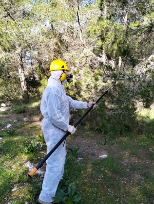 Processionaria a Portoselvaggio, l’Arif al lavoro - Corriere Salentino