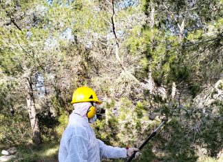 Processionaria a Portoselvaggio, l’Arif al lavoro