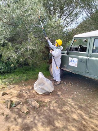 Processionaria a Portoselvaggio, l’Arif al lavoro - Corriere Salentino