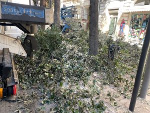 L'accusa di Guido: "Potature selvagge devastanti: condanna per le uova e gli uccellini. Bisognava farle nel periodo invernale" - Corriere Salentino