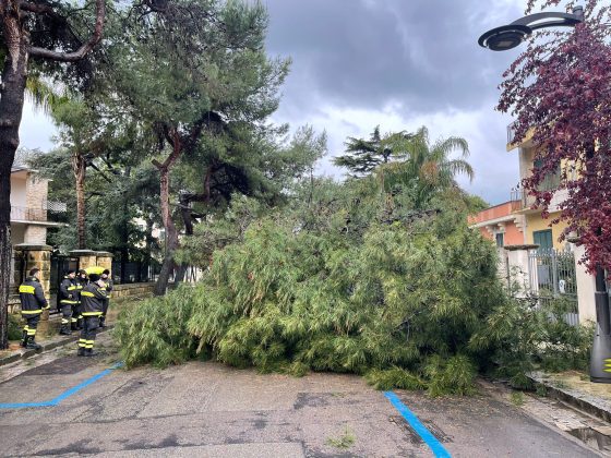 Ennesima tragedia sfiorata: pino si abbatte in strada e rischia di travolgere un uomo a spasso col cane - Corriere Salentino
