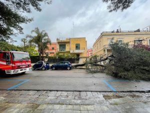 L’ennesimo albero di pino crollato in un quartiere residenziale leccese. Scorrano: “Mancata manutenzione del verde: poteva scapparci il morto” - Corriere Salentino