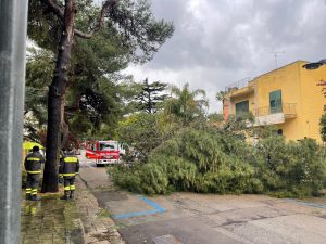 L’ennesimo albero di pino crollato in un quartiere residenziale leccese. Scorrano: “Mancata manutenzione del verde: poteva scapparci il morto” - Corriere Salentino