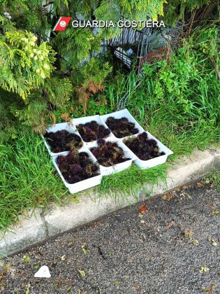 Vendita abusiva di ricci e pescato fuori misura: scattano nuove multe e sequestri - Corriere Salentino