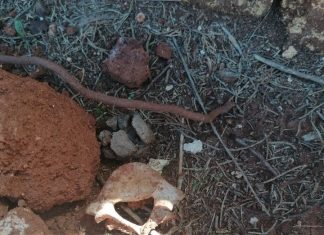 Racale: “Le ossa nelle siepi del cimitero non ci sono mai state: il sopralluogo con la polizia lo ha certificato”. L’ira del sindaco: “Infangata la comunità”