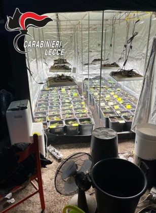 In casa sacchi di marijuana, nel garage due serre per la coltivazione e 50.000 euro: 27enne ai domiciliari - Corriere Salentino