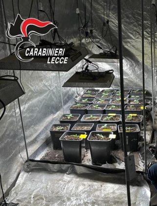 In casa sacchi di marijuana, nel garage due serre per la coltivazione e 50.000 euro: 27enne ai domiciliari - Corriere Salentino