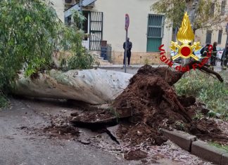 Vento in rinforzo, cade un grosso albero nelle vicinanze della scuola: danneggiata un’auto