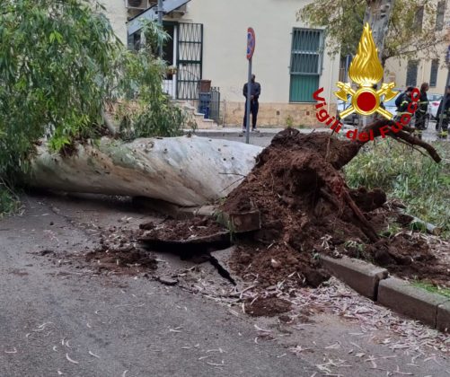Vento in rinforzo, cade un grosso albero nelle vicinanze della scuola: danneggiata un'auto - Corriere Salentino