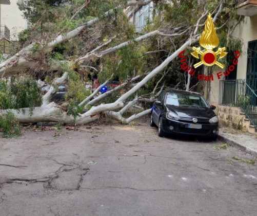 Vento in rinforzo, cade un grosso albero nelle vicinanze della scuola: danneggiata un'auto - Corriere Salentino