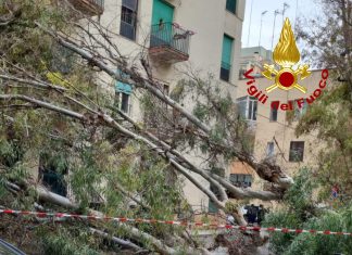 Venti di burrasca, è allarme alberi pericolanti. 1687 interventi dei Vigili del Fuoco secondo annuario 2025