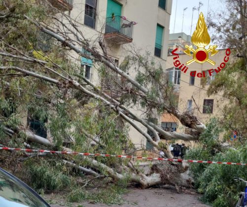 Vento in rinforzo, cade un grosso albero nelle vicinanze della scuola: danneggiata un'auto - Corriere Salentino