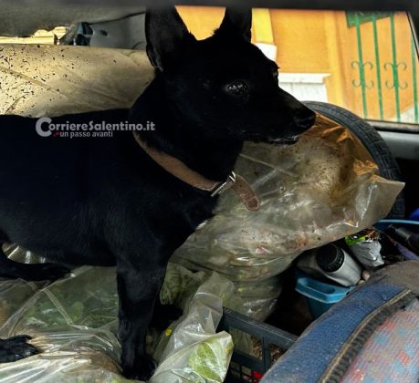 Divampa rogo nel garage, paura per la presenza di due bombole di gas. In salvo il cagnolino di casa - Corriere Salentino