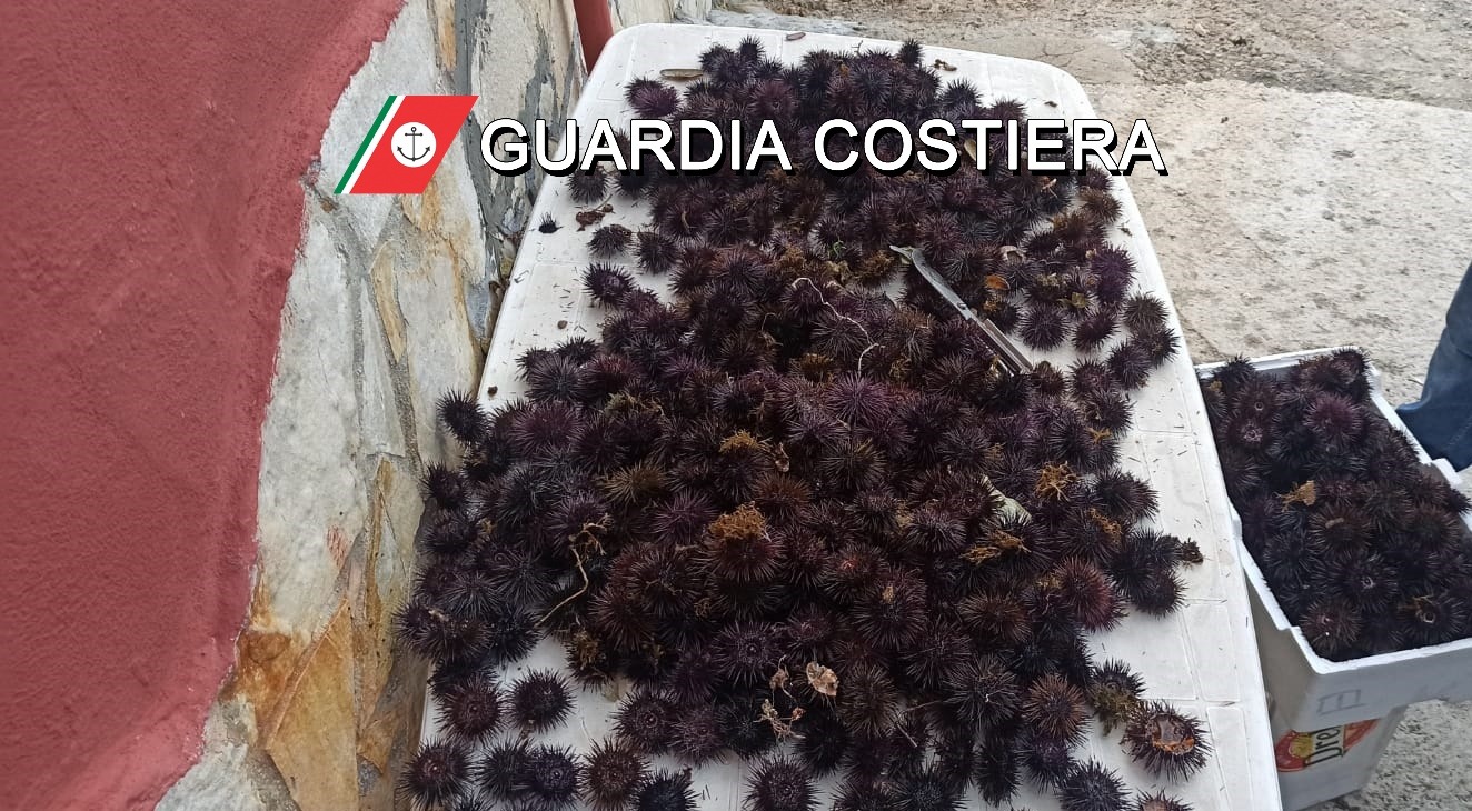 Raccolgono ricci oltre il limite consentito, scattano sanzioni per un pescatore sportivo ed un ambulante - Corriere Salentino