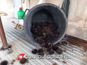 Vendita proibita di ricci di mare: sorpresi altri due venditori abusivi. Scattano multe e sequestri - Corriere Salentino
