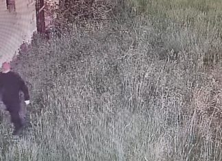 Si intrufolano nel campo fotovoltaico per rubare oro rosso: allarme li mette in fuga. Ladri ripresi dalle telecamere