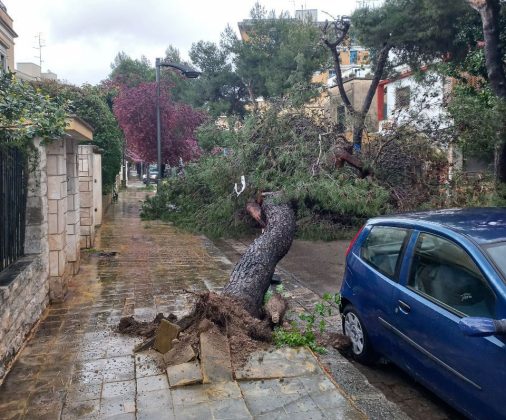 Ennesima tragedia sfiorata: pino si abbatte in strada e rischia di travolgere un uomo a spasso col cane - Corriere Salentino