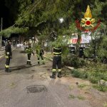 Il ramo di un grosso pino si stacca e cade sul viale: travolta un'auto parcheggiata - Corriere Salentino