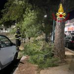 Il ramo di un grosso pino si stacca e cade sul viale: travolta un'auto parcheggiata - Corriere Salentino