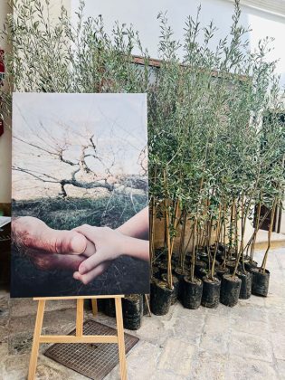 "PiantiamOli" parte il progetto per la rinascita dell'ulivo - Corriere Salentino
